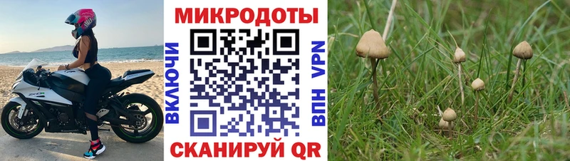 Псилоцибиновые грибы мицелий  darknet формула  Волгореченск  что такое наркотик 